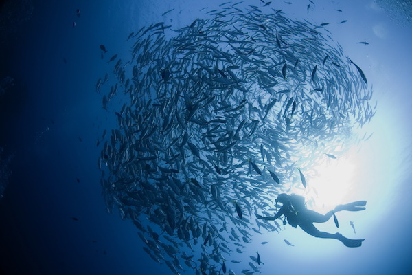 Diving at Sail Rock